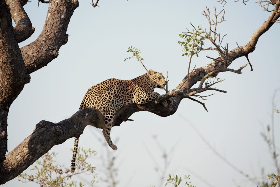 VirginLimitedEd's tweet photo. After 74 epic episodes of Ulusaba's #sofasafari, we're coming at you live today for the final time. Join us on IG at the usual time of 3pm BST/ 4pm SAST for our final spectacular episode - we can't wait to see you there! https://t.co/RNTFATLNU9 https://t.co/2VWpds6tRS