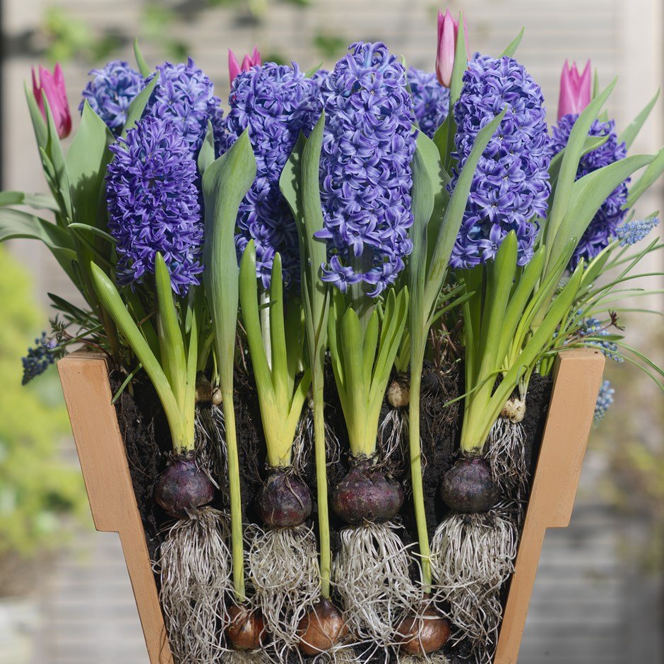 Flower Bulb Layering

The secret of getting two to four times the amount of spring flowers from the same garden space is all about layering! 

#WeAreAPL #PapillonGardens

 rfr.bz/t3cevk4