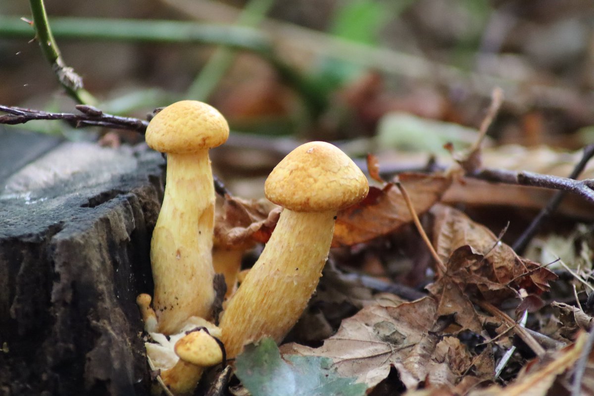 MaureenMeer's tweet photo. Went to the forest Donkere Duinen with my besties tot photograph mushrooms. We didn't find many. Maybe we are a little too early.
#maltezer #DogsofTwittter #photo #NaturePhotography https://t.co/nVWDfw2xf1