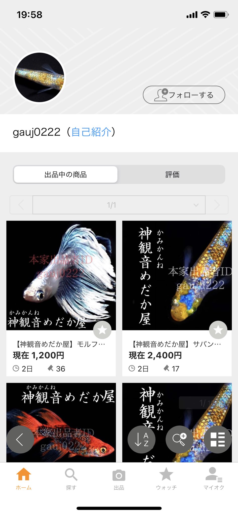 詐欺注意喚起 森のメダカ屋オリジナル 炎姫 ypthy47535