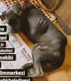 edakalpkediler's tweet photo. @necatisongur @hayvandogacevre @HAYKON_Official @haydarozkan01 @dogal_ve @MediOzkan20 @BasaslanHilal @Simplelife20_ @hlylcn @guliz_gunduz @AysemOzleyis @ayseguliscatmom @mercanyosunbal @SunayBosut @EbruColgecen @TheVeganRevolu1 İZMİR KAN LAZIM⛔
🍎🍎🍎🍎🍎🍎🍎
#KabinedenOnlineKararı #DerdinNe #Yargi #merakediyorum #mugeanli https://t.co/grPZKNr0BX
