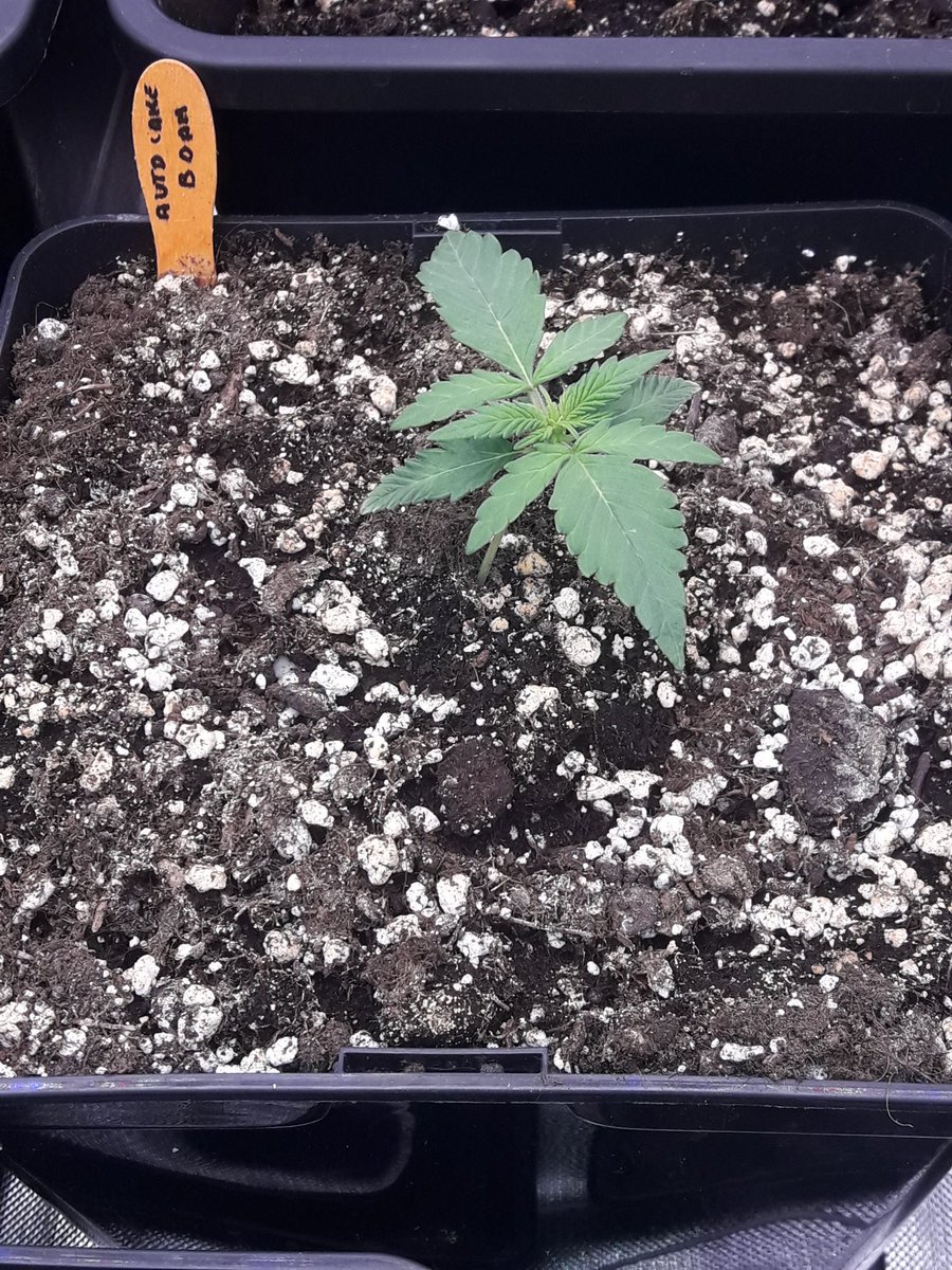 AdrycManellson's tweet photo. Weed Día Verde Mundo, con #AutoCakeBomb, #BudMaker y #PolarExpress, de mi #Auditoría #Auto a @GreenbudSeeds #PureTent #RefPet @ThePureFactory_ iluminadas por mi #ThePureLed480Pro by @DPlantasur,
Mi Hada @INMAQ16, junto a #LaSofiJardinera @Sophie_MJ y la #Crew Deseamos Feliz.🧚‍♂️😎 https://t.co/MK5r3NYUaR