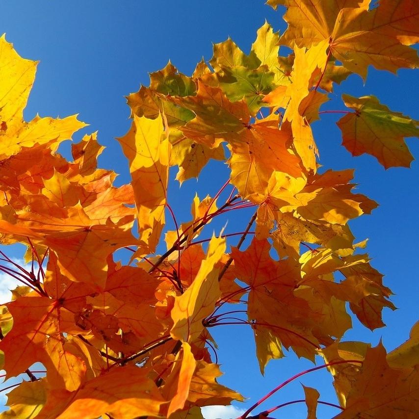 Лист осенний золотист. Осенний клен. Листья клена осенью. Осень клен. Осенний кленовый лист.