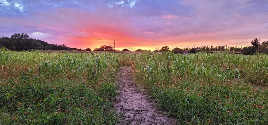 My weekend adventure was to <a href="/AGcropmaze/">AmazingGraceCropMaze</a> for some fall festivities and a BEAUTIFUL sunset! 😍🌻🌽🎃🧡
