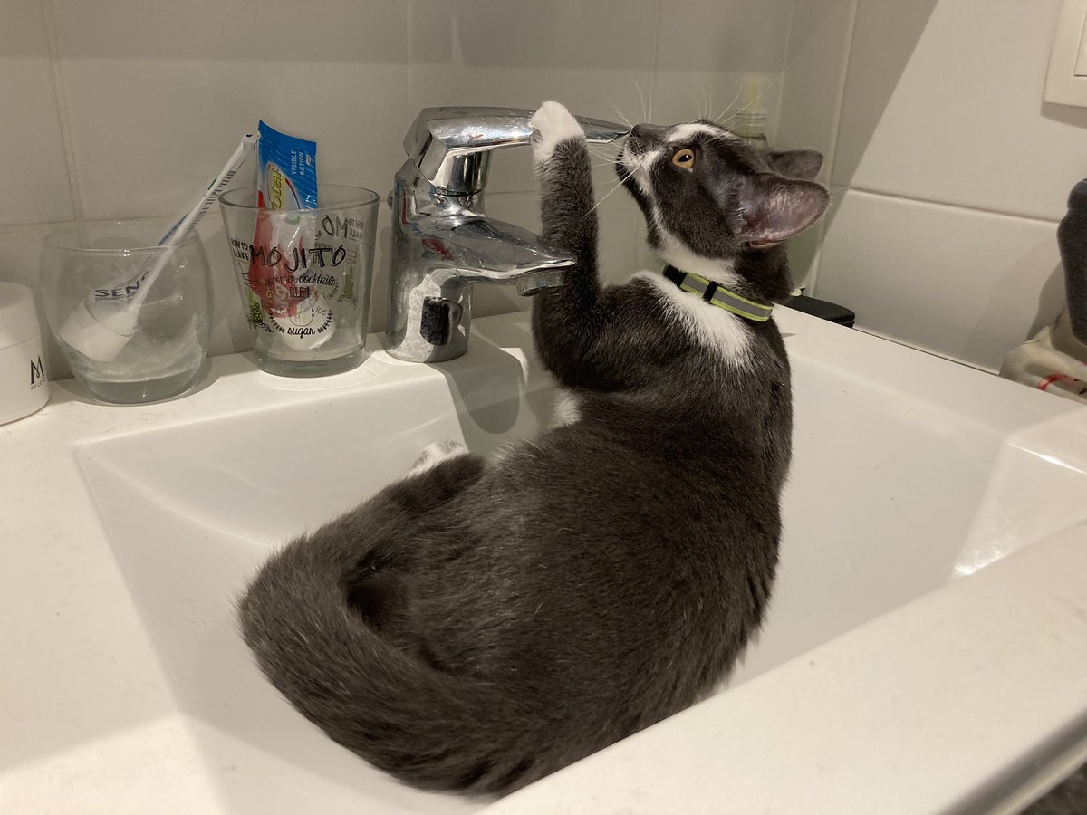 FilouTheCat1's tweet photo. How do I turn this on? #CatsOfTwitter https://t.co/tCqmaChW2E