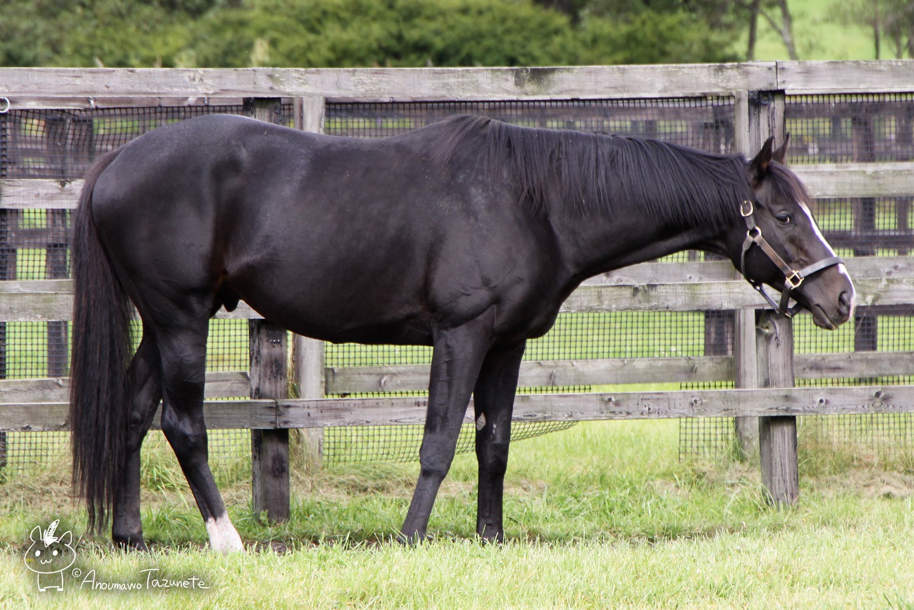 あの馬を訪ねて Auf Twitter 過去に何度も会いに行っておりましたが 初めて会ったのはこの時です 日本の名種牡馬ディープインパクトの全兄であり G1 7勝馬キタサンブラックの父 種牡馬ブラックタイドです 彼には 亡き弟が生きることのできなかった時間の分まで