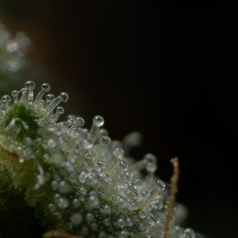 Up Close for you!🌱💚 #verdefarms #verde