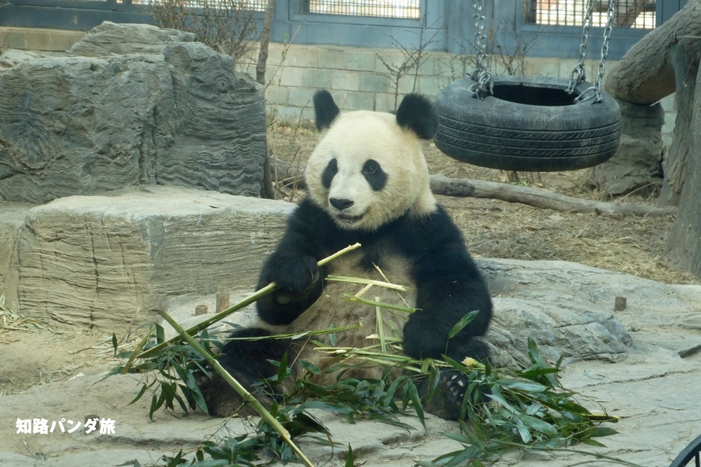 知路パンダ旅 18年3月 北京動物園 楚々として可愛らしい花点点ちゃん 正式名は 点点 ですが 花点点 という愛称でファンに親しまれています 15 6 生まれでシャンシャン レイレイ シャオシャオのいとこ Panda Beijingzoo 知路パンダ旅 18年3月 北京動物園 楚々として可愛らしい花点点ちゃん 正式名は 点点 ですが 花点点 という愛称でファンに親しまれています 15 6 生まれでシャンシャン レイレイ シャオシャオのいとこ Panda Beijingzoo