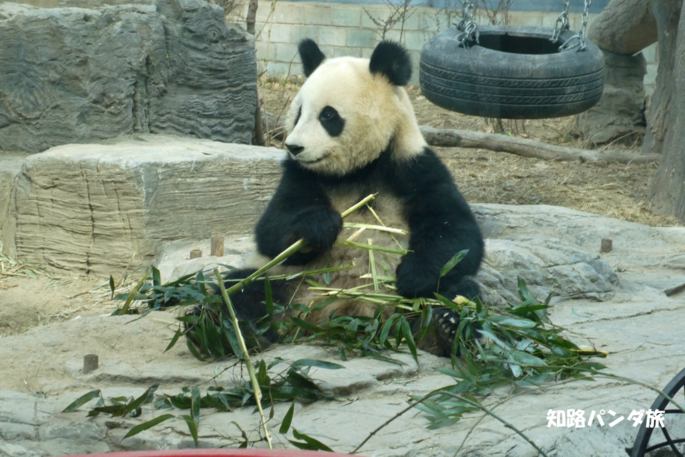 知路パンダ旅 18年3月 北京動物園 楚々として可愛らしい花点点ちゃん 正式名は 点点 ですが 花点点 という愛称でファンに親しまれています 15 6 生まれでシャンシャン レイレイ シャオシャオのいとこ Panda Beijingzoo 知路パンダ旅 18年3月 北京動物園 楚々として可愛らしい花点点ちゃん 正式名は 点点 ですが 花点点 という愛称でファンに親しまれています 15 6 生まれでシャンシャン レイレイ シャオシャオのいとこ Panda Beijingzoo