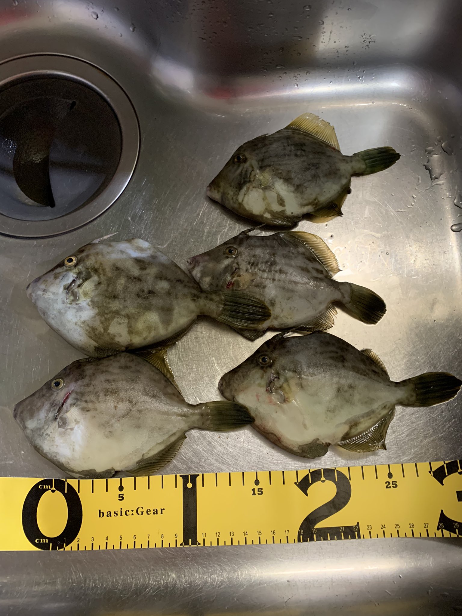 ニケ0314 カワハギ5枚 イヤ 難しいですね 早速 肝醤油とカワハギ刺身 イカはスーパーで買ってきました 肝醤油激旨です T Co Mlfd080rvt Twitter