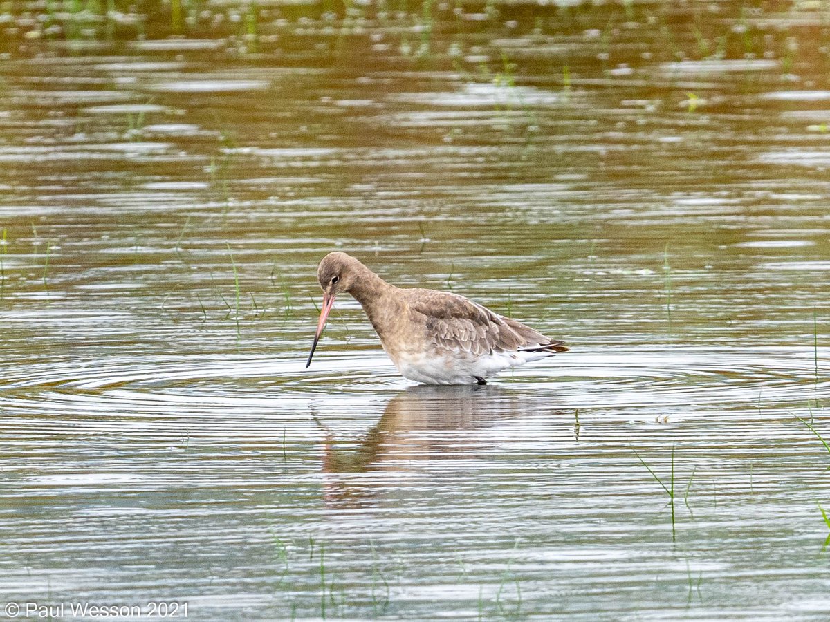 PaulWesson2's tweet photo. Bearded Tit and Black Tailed Godwits @RSPBLeightonM https://t.co/P3yqah88UD