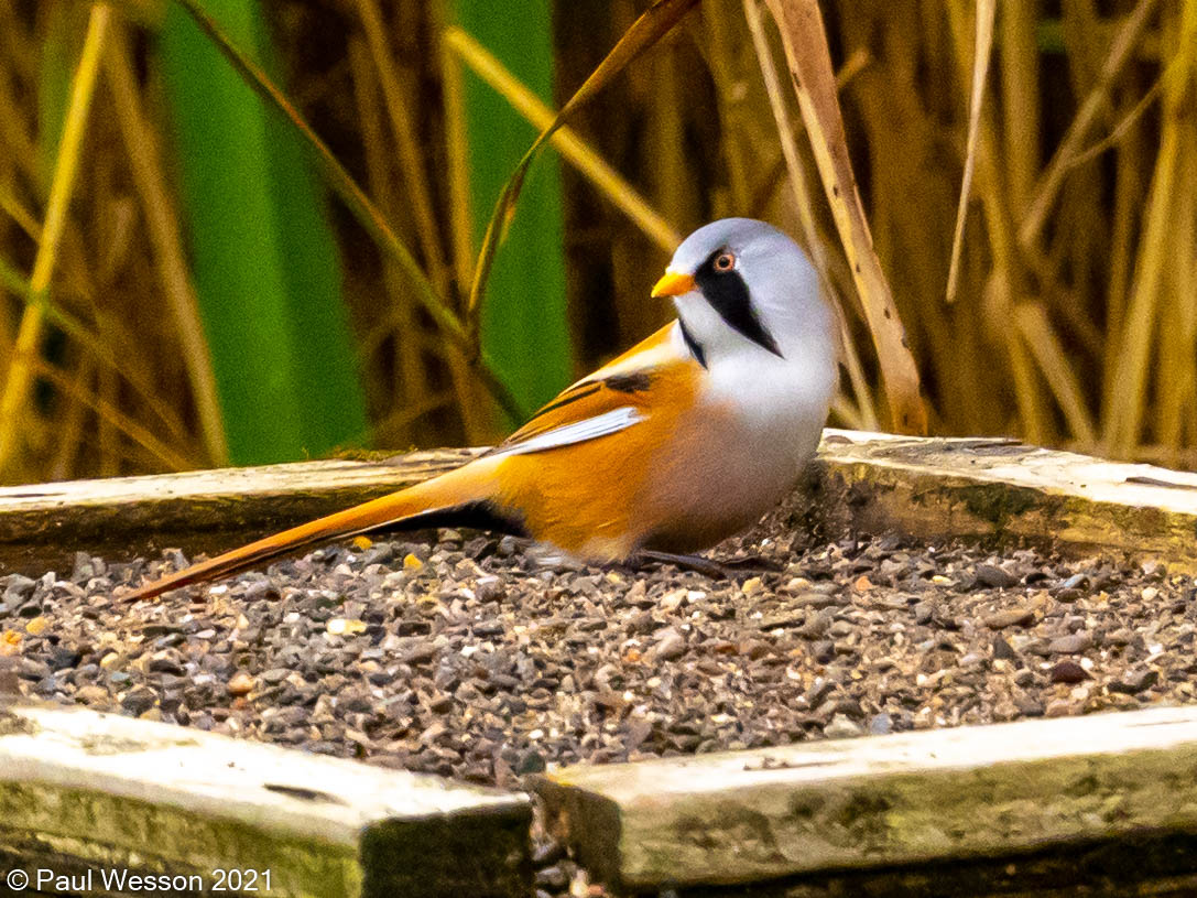 PaulWesson2's tweet photo. Bearded Tit and Black Tailed Godwits @RSPBLeightonM https://t.co/P3yqah88UD