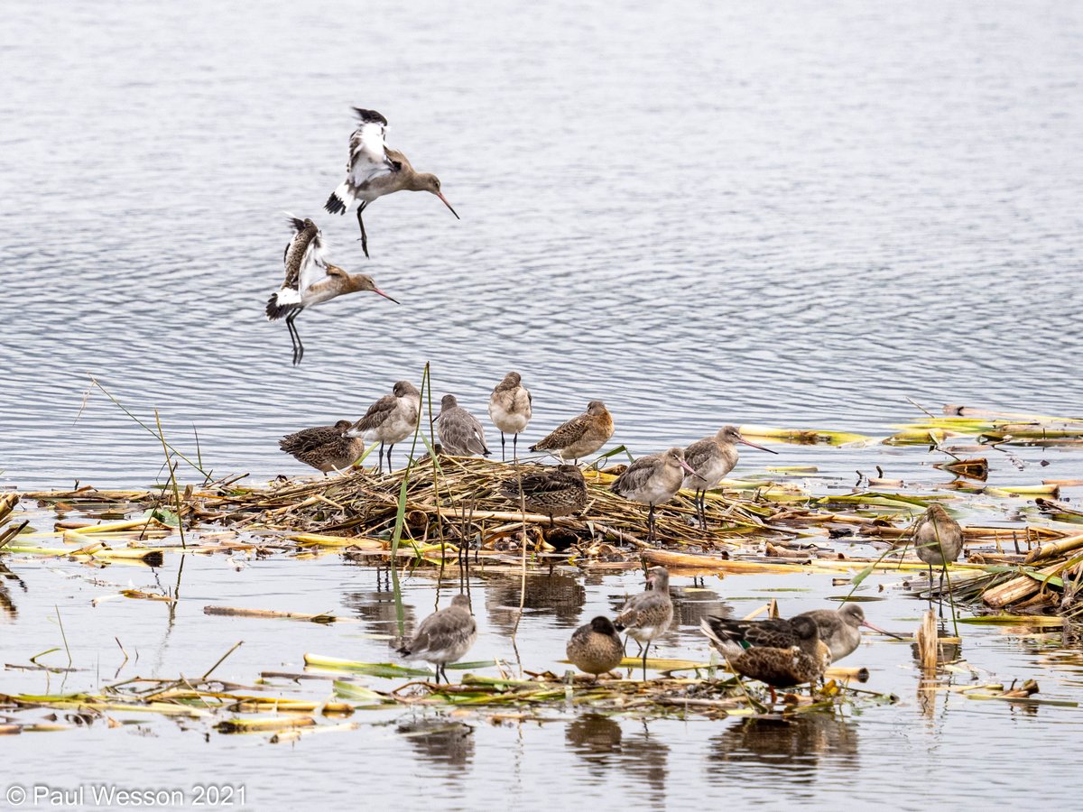 PaulWesson2's tweet photo. Bearded Tit and Black Tailed Godwits @RSPBLeightonM https://t.co/P3yqah88UD