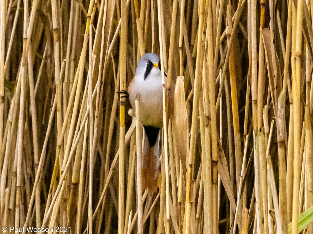 PaulWesson2's tweet photo. Bearded Tit and Black Tailed Godwits @RSPBLeightonM https://t.co/P3yqah88UD