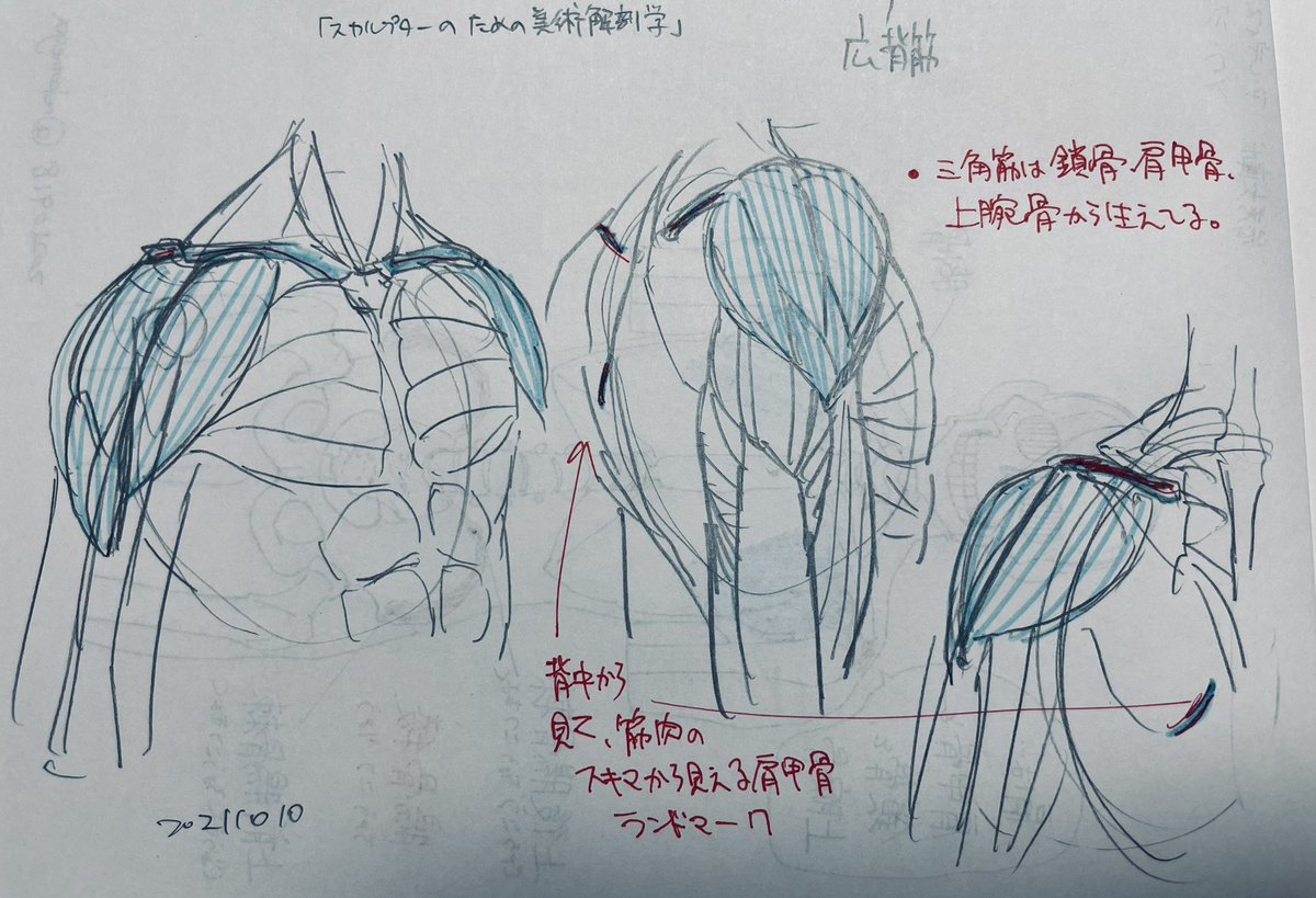 今日は3回目。ちょっと開いてしまった…。
三角筋って上腕骨のちょうど真ん中にくっついてるんだなー
 #ねこぐちデッサン日記 