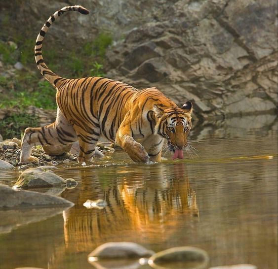 Tiger drinking !
#animals #Tigers