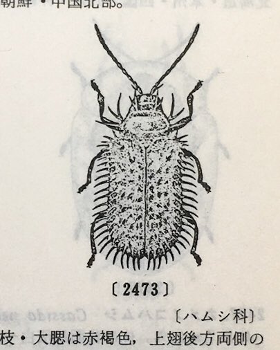 昔、大好きだった昆虫の名前、トゲトゲ。今はトゲハムシに名前変わった。陣笠葉虫も好き。あとやっぱりドウガネブイブイ。
画像は、同居者が高校生の時使っていた北隆館の図鑑(昭和54年)と、私が小学生の時最初に買ってもらった小学館の図鑑(昭和48年)。
#素敵な生物名 