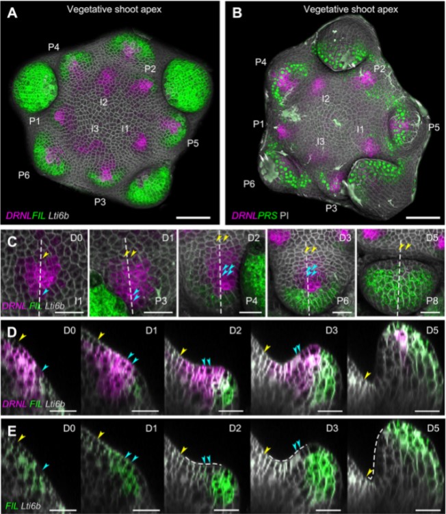 Special Issue: Imaging Development, Stem Cells and Regeneration

Stable establishment of organ polarity occurs several plastochrons before primordium outgrowth in Arabidopsis 

<a href="/zhaofengfly/">Feng ZHAO | 赵峰</a> and Jan Traas @RDPlab

journals.biologists.com/dev/article/14…

#OpenAccess #polarity #Arabidopsis