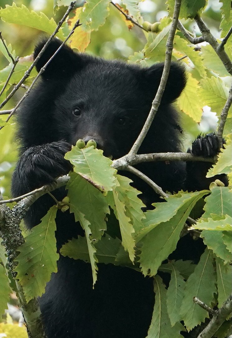 ユウホーと月の輪熊 月ノ輪 熊真＠歌うツキノワグマ (@tukinowa_Yuma