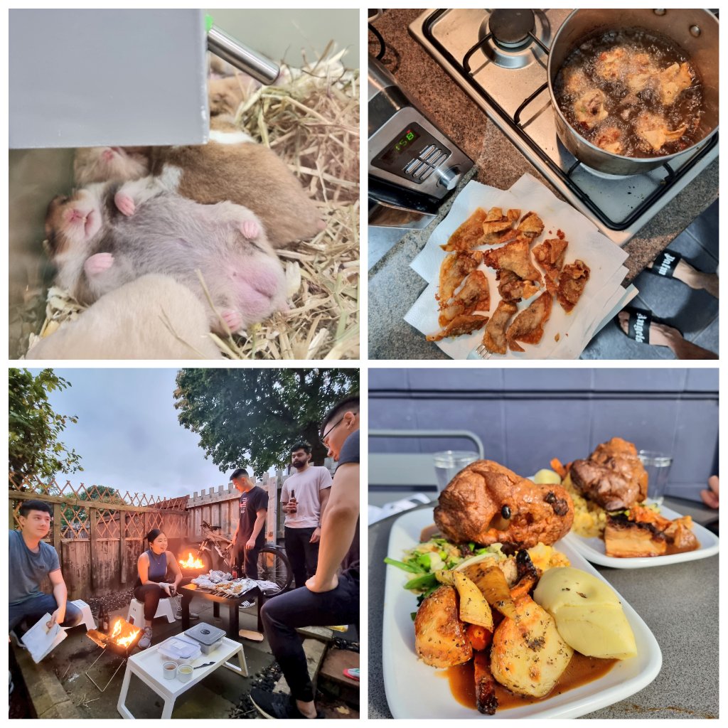 chamyeewei's tweet photo. 2021 WEEK 40 (wb: 04.10.21)
• back to furball watching every week
• made wontons n the deep fried ones are OMG
• BBQ at ours finally
• sunday roast is delicious but am mad they said 'we are reserving pigs in blankets for reserved tables' DiScrImInAtIoN https://t.co/Vr1t4q6S7B