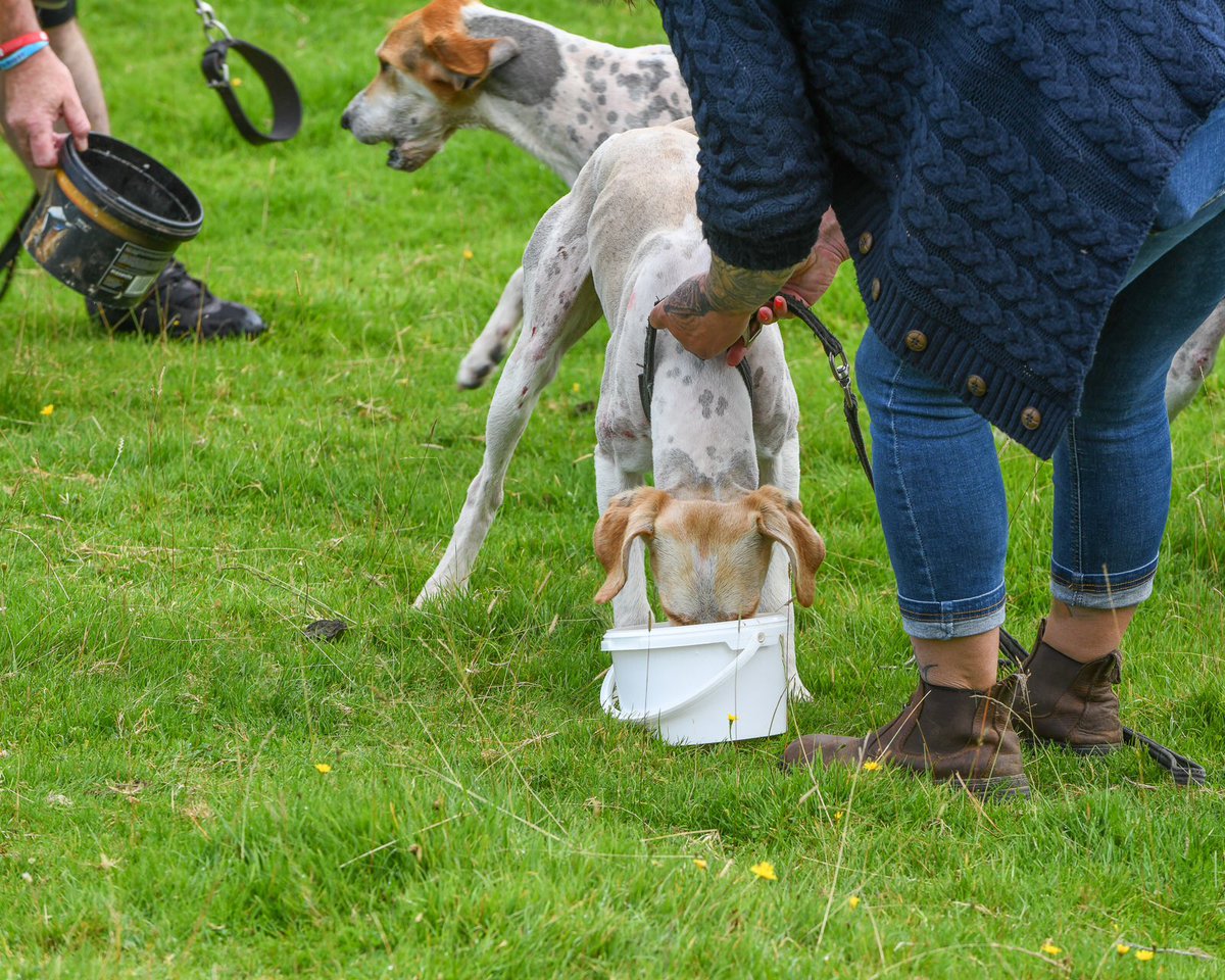 lurcherwork's tweet photo. #trailhound #workingdogs #cumbria #hounds #racingdogs #lakedistrict #rydalsheepdogtrials https://t.co/ZBBWAlShFm