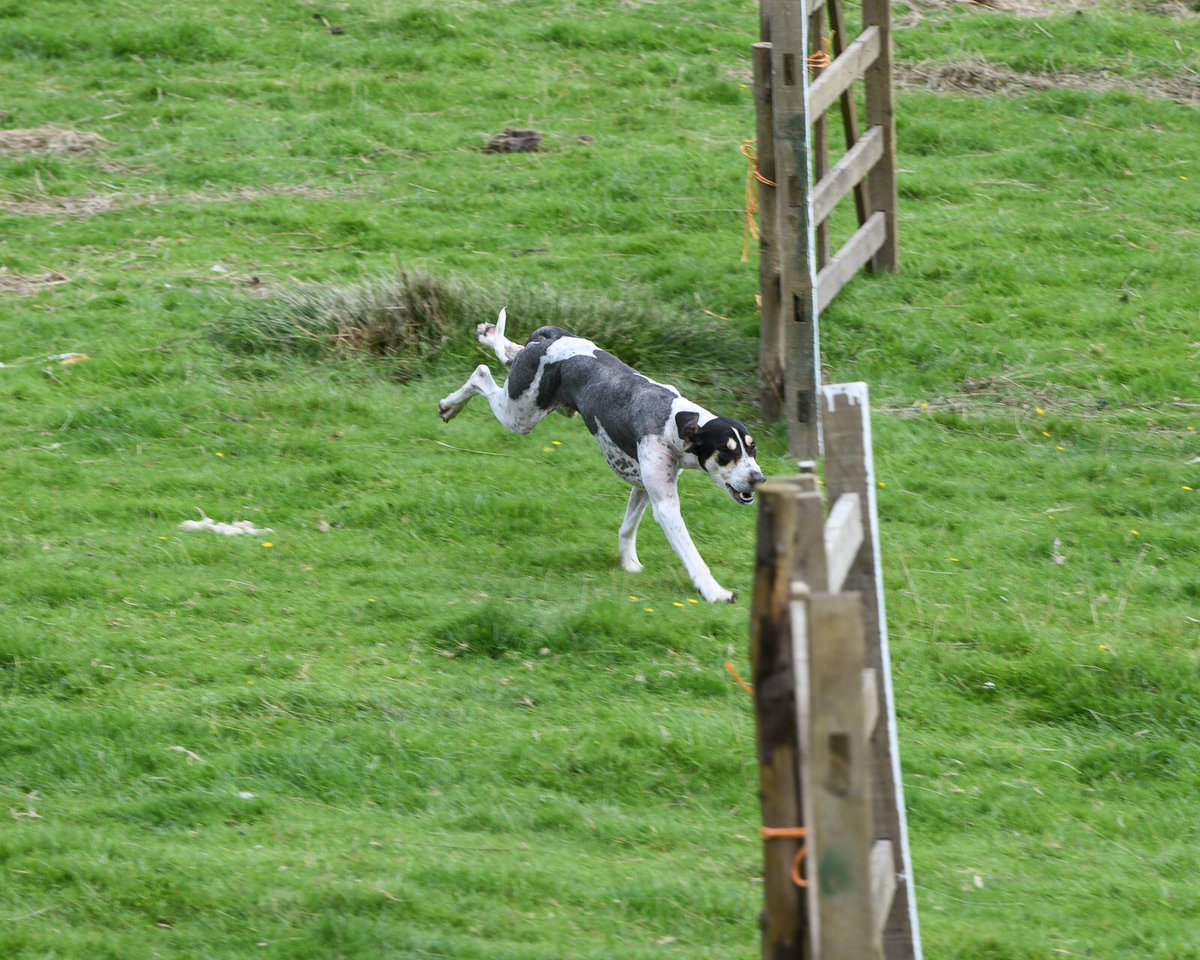 lurcherwork's tweet photo. #trailhound #workingdogs #cumbria #hounds #racingdogs #lakedistrict #rydalsheepdogtrials https://t.co/ZBBWAlShFm
