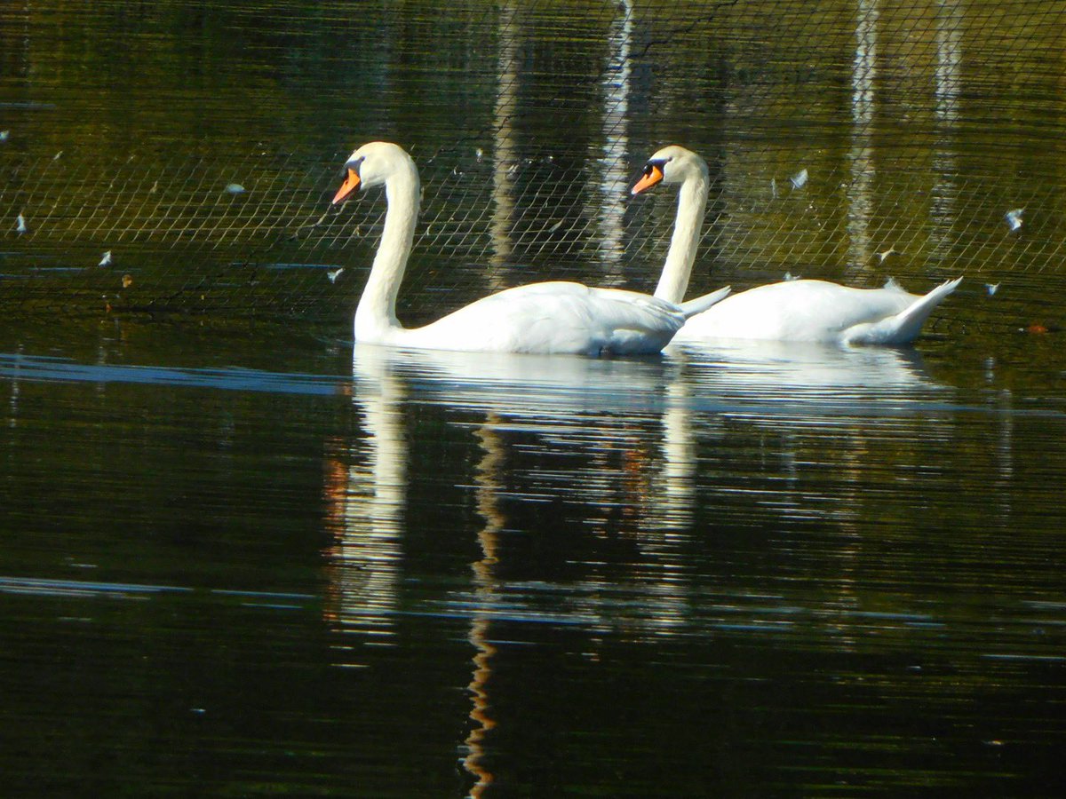 Lumina(るみな)🦢🦢🦢🦢🛫 tweet media