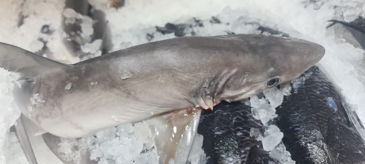 Christy T. Judd (She/Her) tweet media