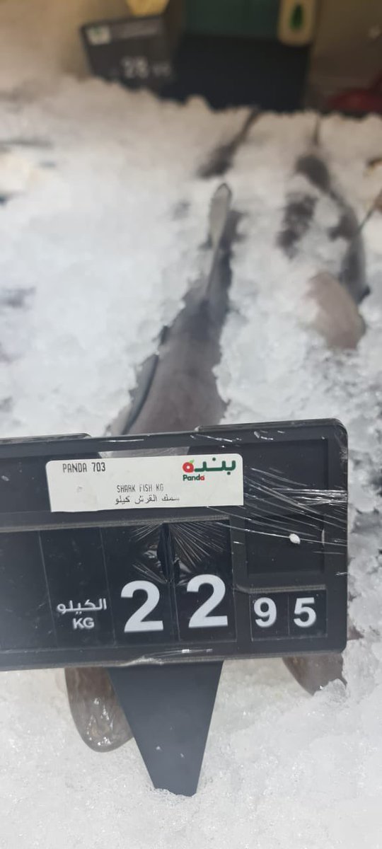 ‼️TW : GRAPHIC IMAGE OF AN ANIMAL‼️

Was sent this by a colleague in Jeddah, Saudi Arabia. <a href="/hyperpanda/">hyperpanda</a> what exactly are you thinking selling #sharkmeat on a mass-market scale? Pelagic shark populations have declined by >71%, and you are directly contributing to this. Do better.