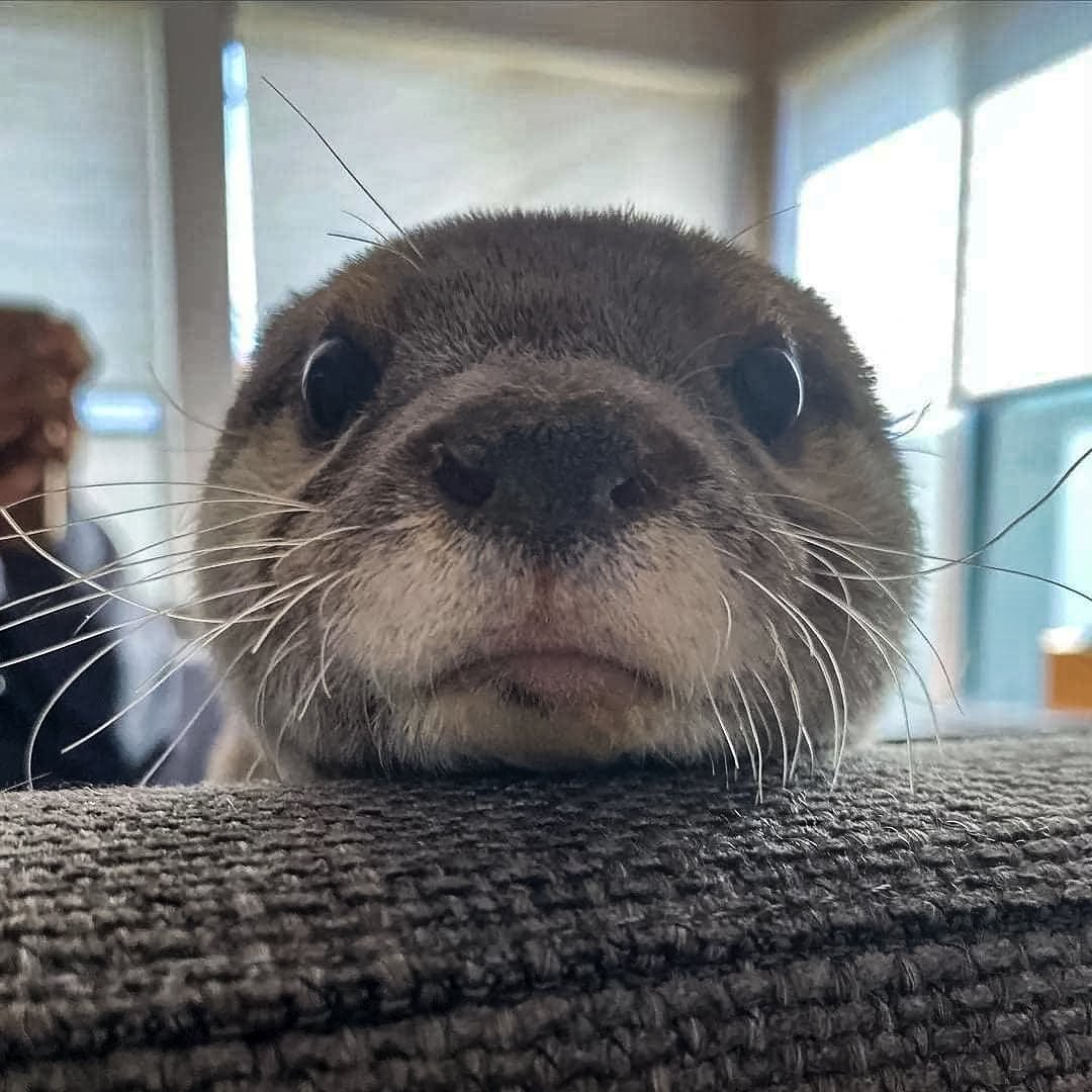 otteritarian's tweet photo. Got any games on your phone? https://t.co/bdvRndTvhj