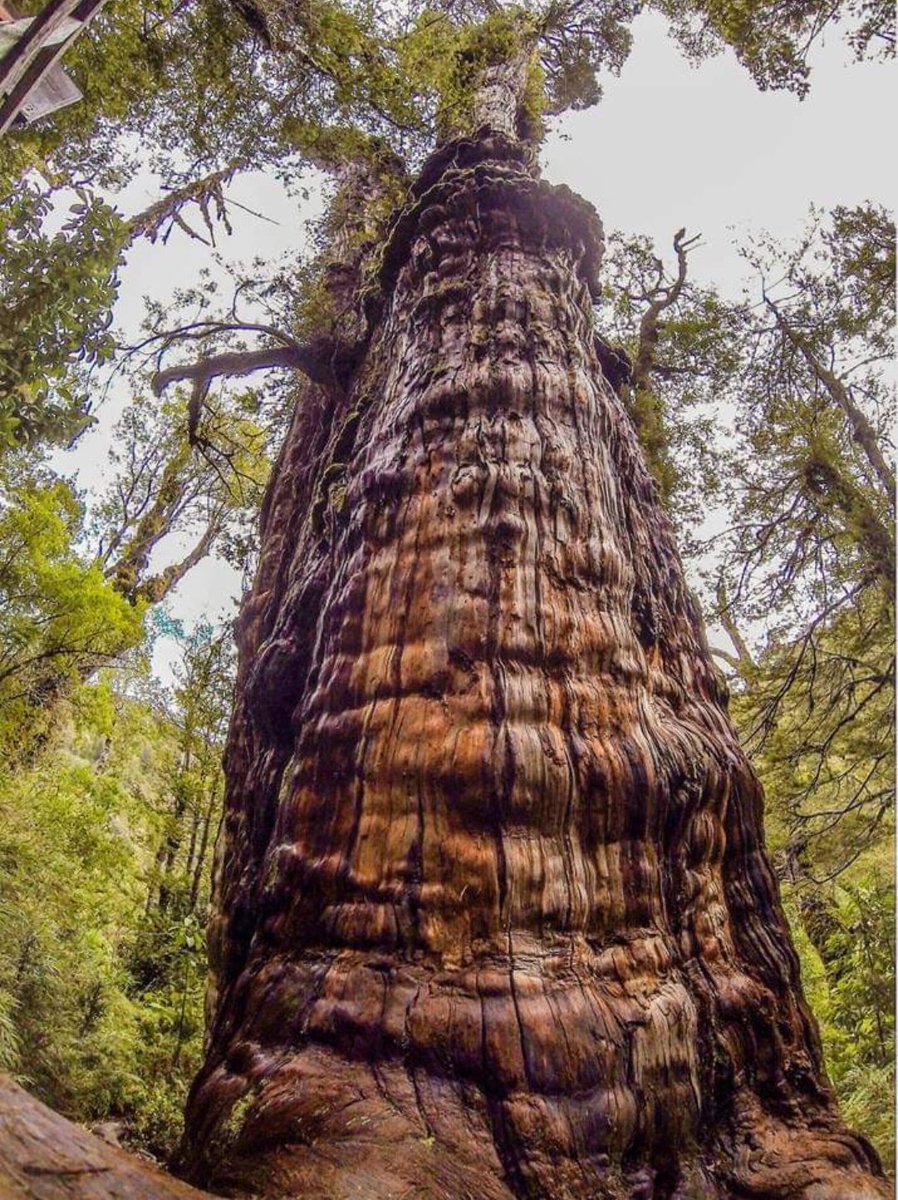 cleporati's tweet photo. ¡Buenos días! 
Con más de 3646 años de edad, el árbol 🌳 más longevo de todo el hemisferio sur y el 3° + antiguo del planeta, está en 🇨🇱, y se conoce como: "El Abuelo", es un alerce y se encuentra en el Parque Nacional Alerce Costero.
#FelizLunes 🙂
+ Info https://t.co/5No70U61ST https://t.co/jFuxNsu0wF