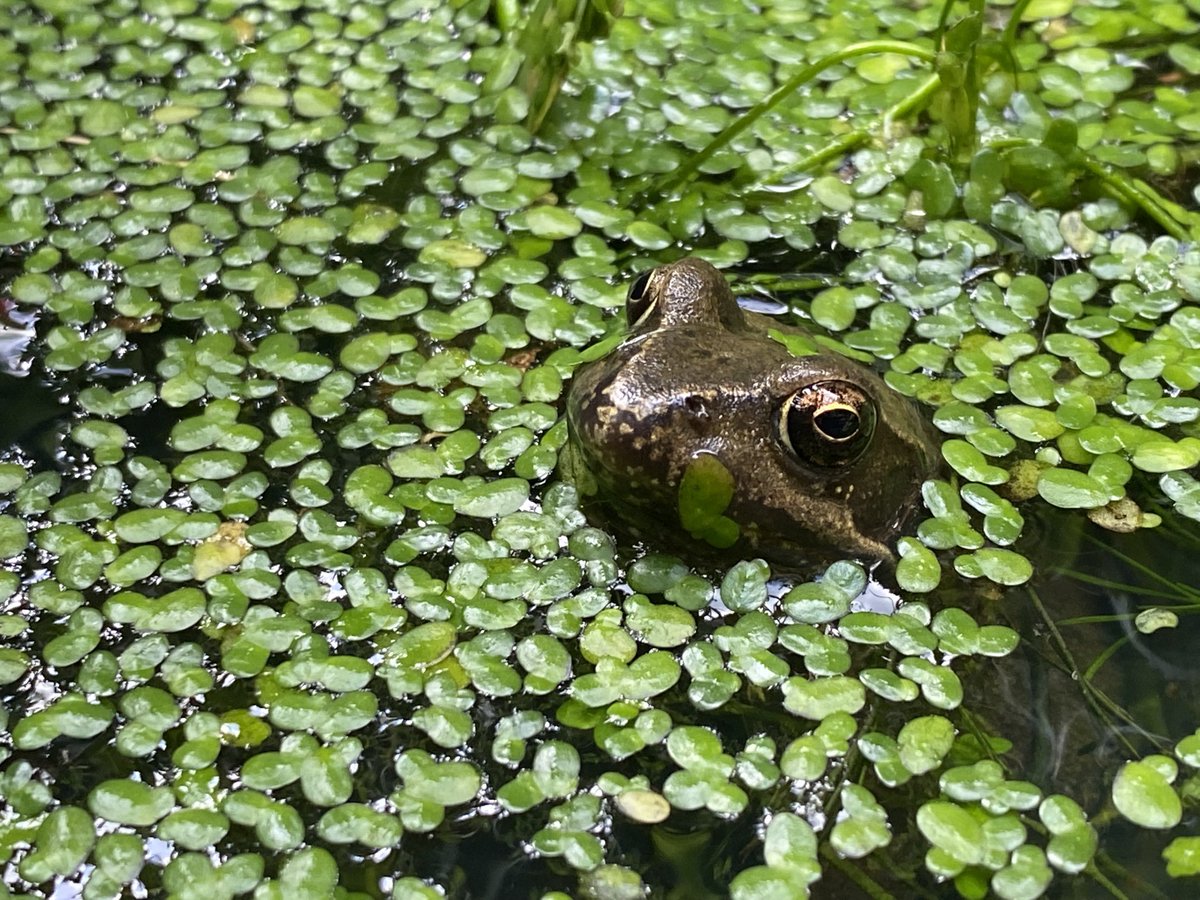 raubrey's tweet photo. My son christened this frog Lucky. He/she moved in to the wildlife pond a few months ago. It sometimes has a mooch about, crawls under the rocks but mainly goes about thinking it is invisible. #coolfrog https://t.co/eAjD5OaZN0