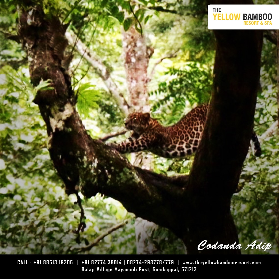ResortYellow's tweet photo. A visit to Nagarahole wildlife sanctuary to see this beastly beauty should definitely be your priority…A half an hour drive to Nagarahole When you are planning a holiday @ The Yellow Bamboo Resort and spa.
.
.
.
Visit: https://t.co/MKhtdwXtwr
.
.
 #nature #wildlifephotography https://t.co/OlGPHHK4Hm