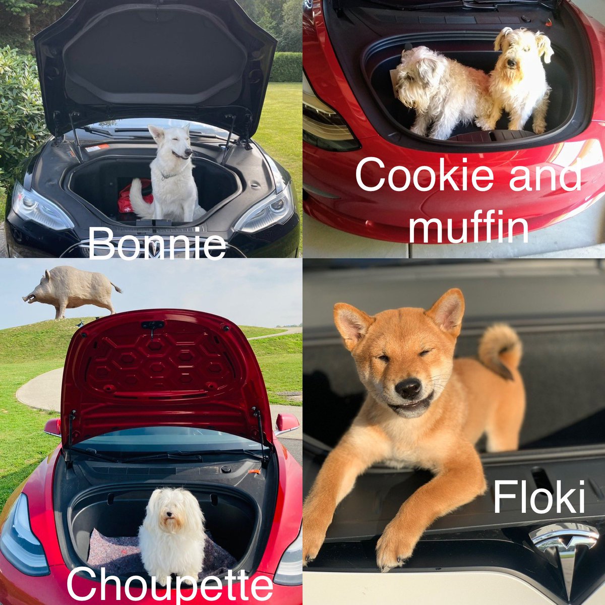 A very special #Frunkpuppyfriday vote featuring #Floki (<a href="/elonmusk/">Elon Musk</a>), <a href="/mydogchoupette/">It’s me, Maeve</a>, <a href="/RaphaelBerneman/">Raphael Bernemann</a>, and <a href="/2DogsCandies/">🇺🇸 🐾🌈Angel Cookie & 🌈Angel Muffin🐾 🇺🇸</a>! ❤️ 🐶 

Vote in the poll in the comments to pick the top #frunkpuppy of the week!