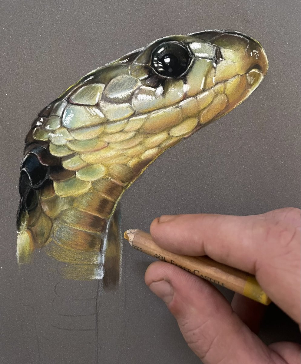 Getting through this one fast considering its scales, onto the hood. Smoothing them down somewhat as they look shiny. Hope everyones well🐍🐍
#art #hyperrealism #hyperrealistic #snakesoftwitter #arts #animals #arts_realistic #worldofpencils #reptiles #artlover #artstage