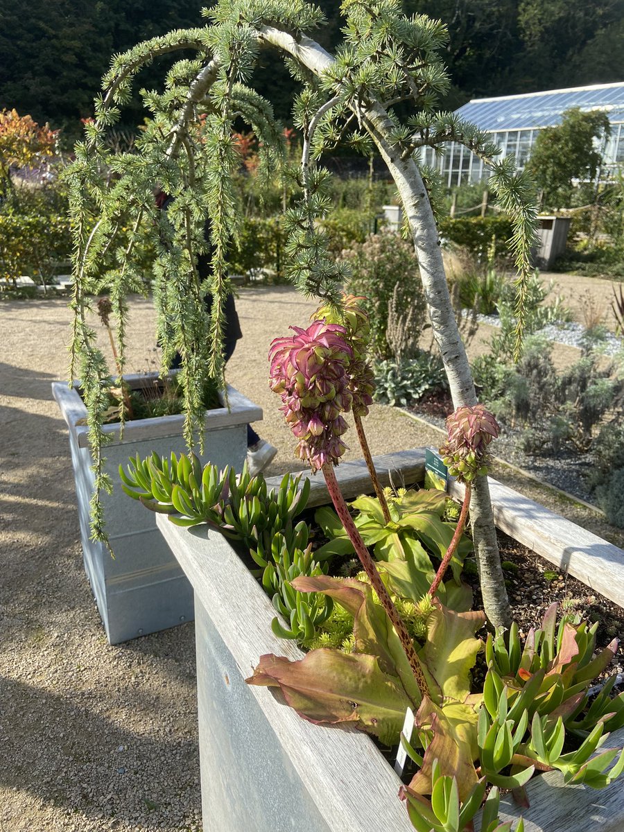 GeogDept_WHS's tweet photo. We have had an amazing morning with our academic scholars from @WimbledonHigh and @BrightonGirls at One Garden in Brighton learning about sustainable gardens including: drought tolerant plants, medicinal gardens, hydrophonics and urban gardens. https://t.co/KiljrAM44H