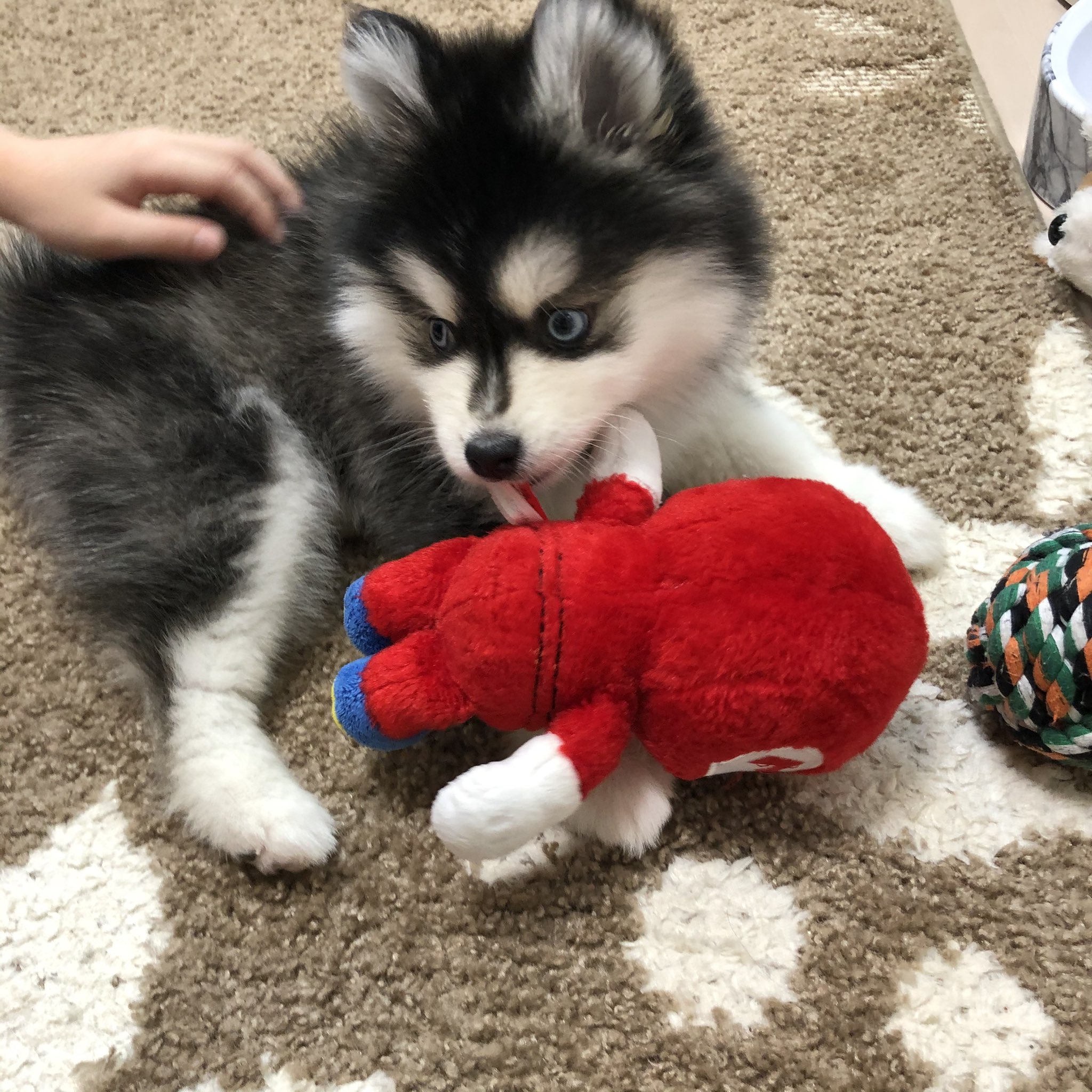 レイ Rei The Pomsky Twitter