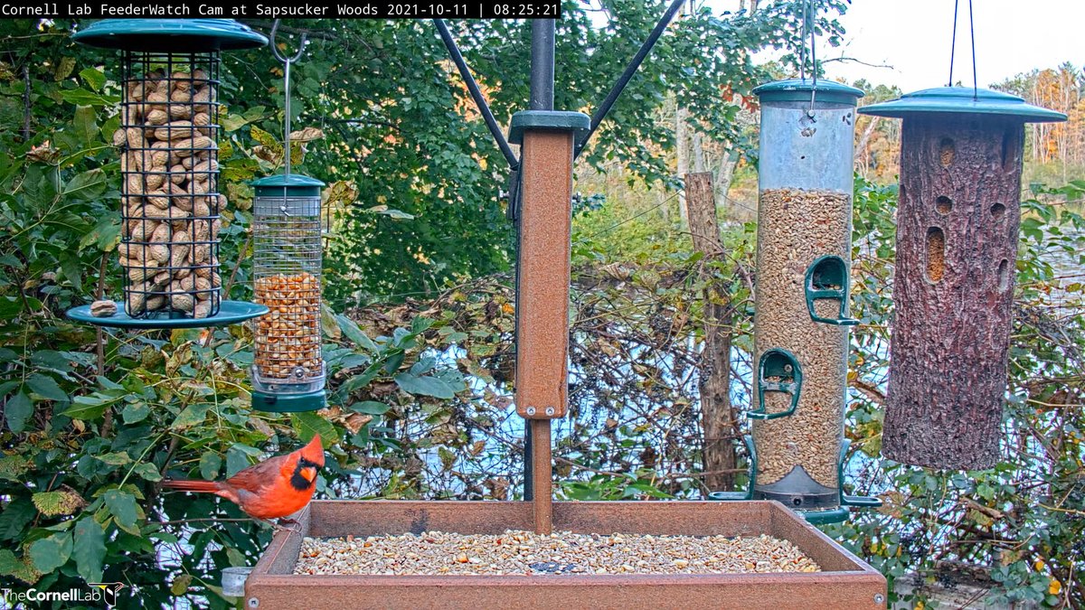 Woodpecker Cornell Labs Feeder Cam The Swimming Pileated
