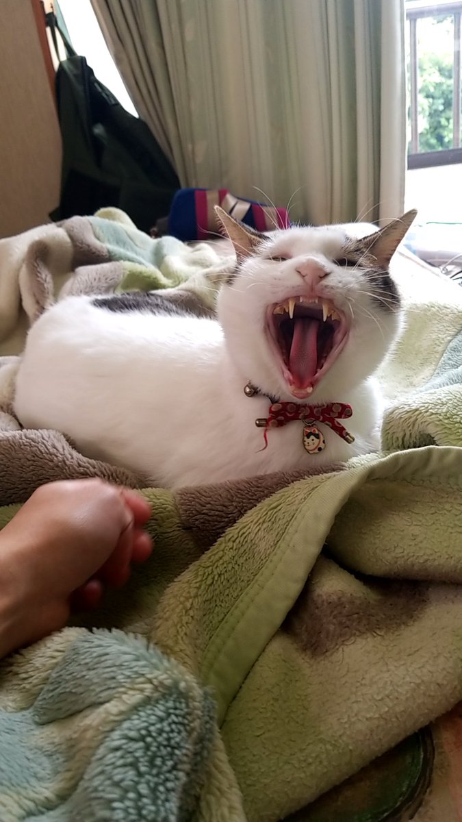 rinxxxgen's tweet photo. #猫#怖
こわいわこの顔ととろさん https://t.co/JDeQ6vFm4e