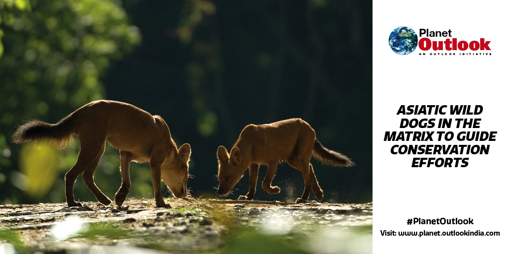 Acc. to @ryang_rodrigues, “Four protected area clusters here were crucial for supporting connectivity across the landscape. Of notable importance was the cluster of Protected Areas at the Goa-Karnataka border”

#Dhole
Read: tinyurl.com/4tyfka3j
Visit: planet.outlookindia.com
