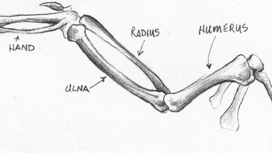 Chicken wing diagram labeled