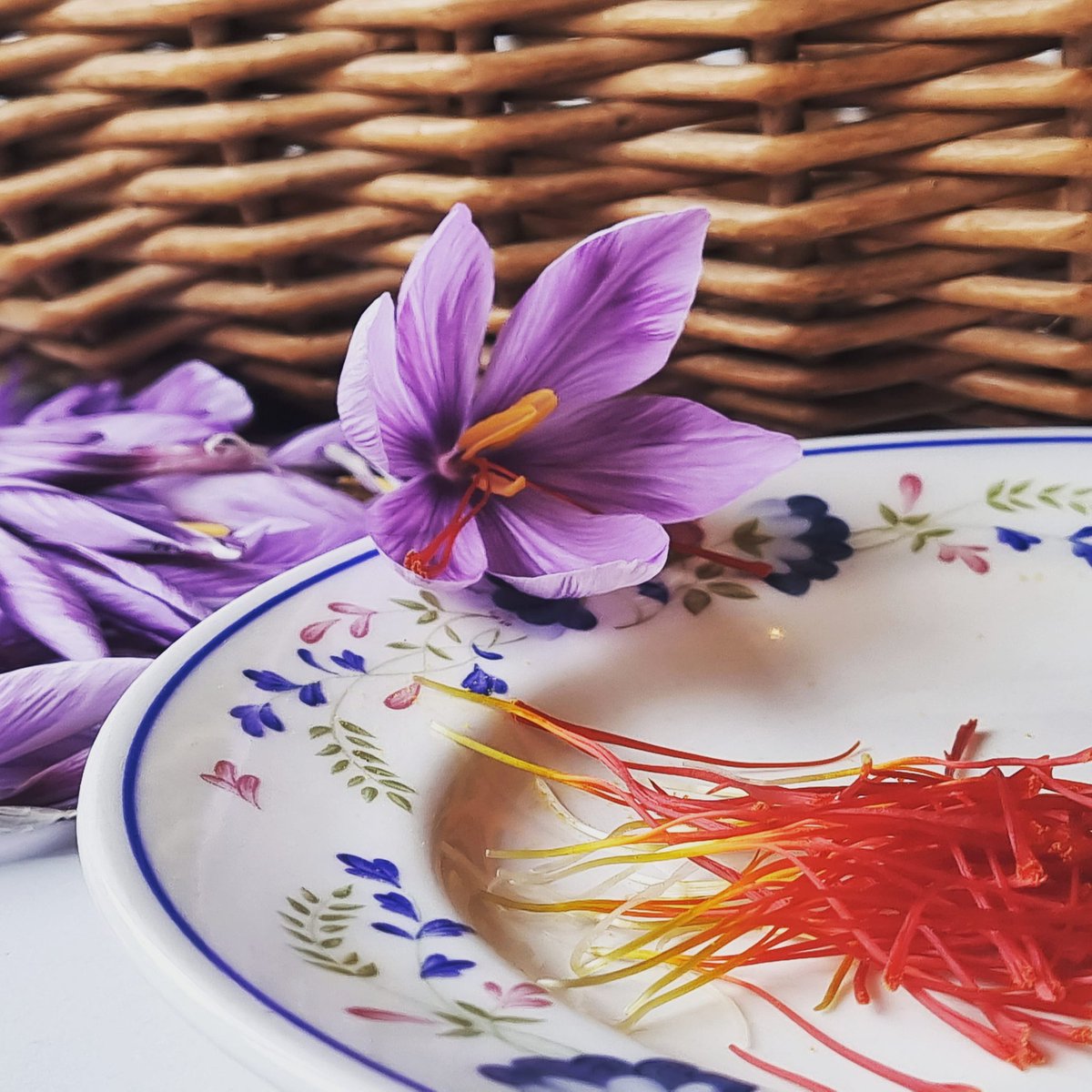 The picking and processing has started! By mid November we would have picked and processed 1000's of these beautiful crocuses.