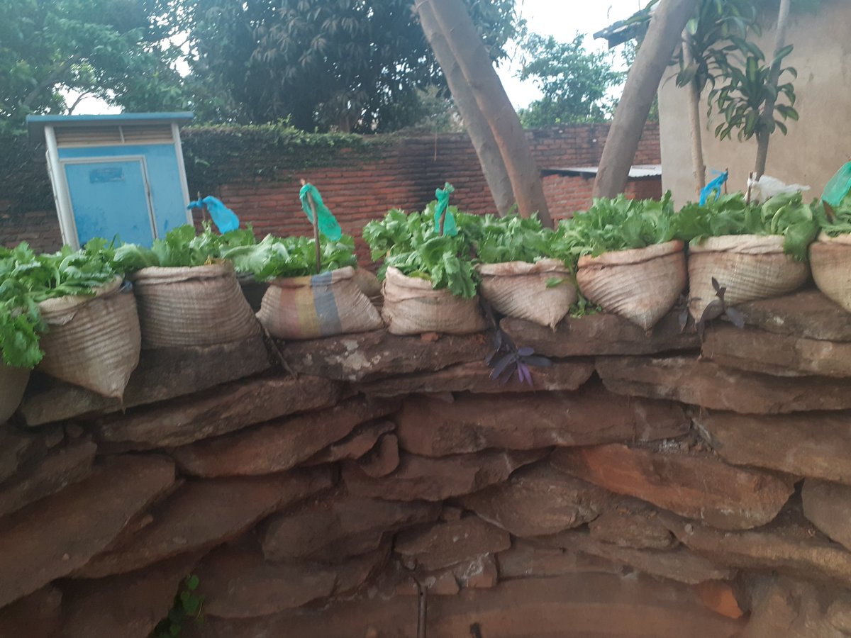 udkconsultmw's tweet photo. Simple way of growing vegetables in my yard... https://t.co/pAGwXAJtzt