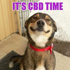 CBD is excellent for dogs, and we carry plenty of tinctures and treats loaded with CBD for your pet! Enhanced with chicken, bacon and other flavors, your pooch will thank you! #cbd #cbdfordogs