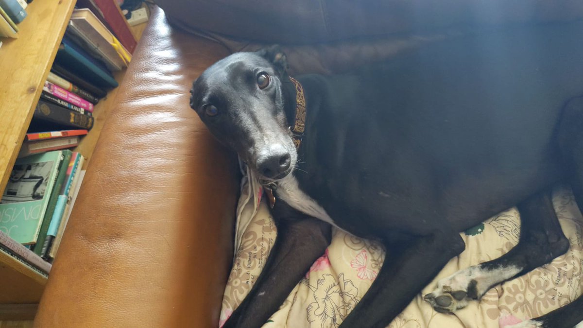 HafWiddett's tweet photo. Greyhounds rule the roost. Loyal,loving and laid back the only drawback is they make a very pungent companion. I go through a lot of scented candles. #milgi #greyhoundsrule #scentedcandles https://t.co/MzD9JL5tsX