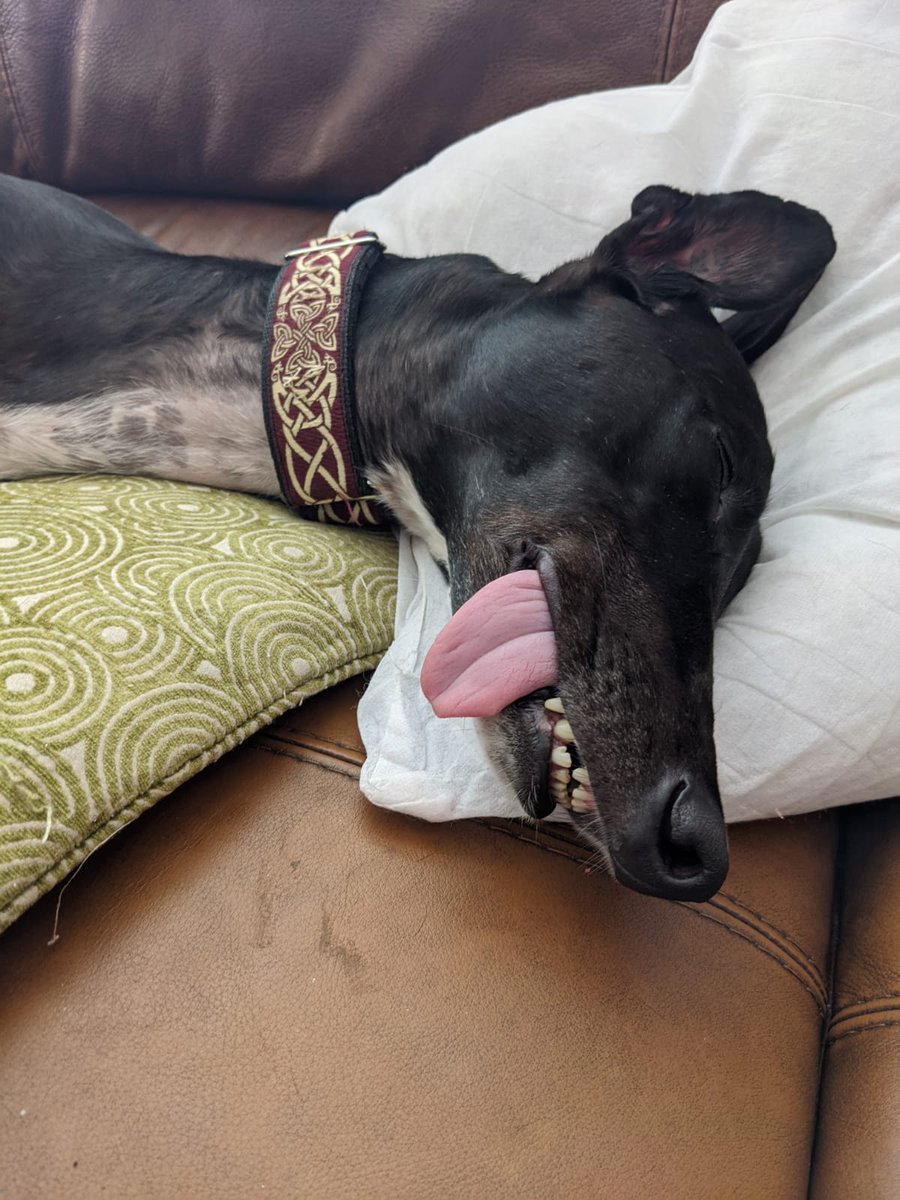 HafWiddett's tweet photo. Greyhounds rule the roost. Loyal,loving and laid back the only drawback is they make a very pungent companion. I go through a lot of scented candles. #milgi #greyhoundsrule #scentedcandles https://t.co/MzD9JL5tsX