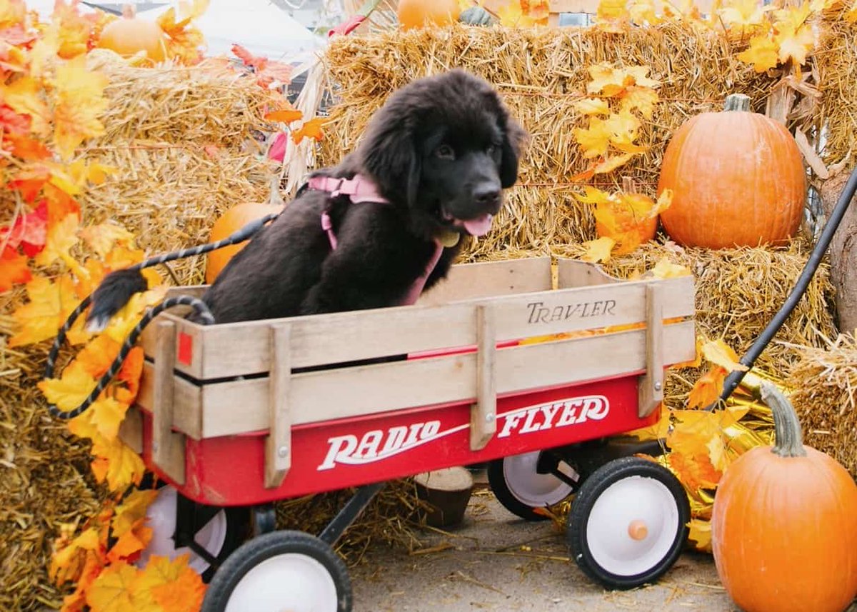 Join FramBARK @ DFI's Oktoberfest 10/30!

fb.me/e/1RyuubcRu