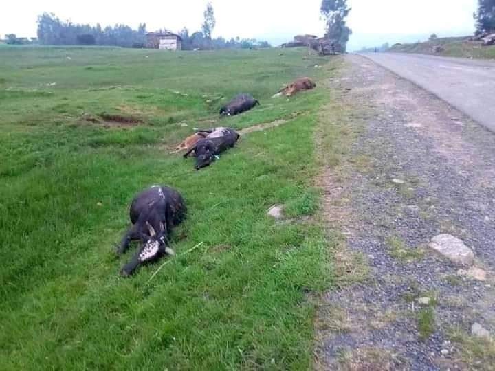 ሁለተኛው መልዕክት #TheGenocider killed 1000 civilians in #Maikadra, #Galicoma, #Chena … just because they belong to a different ethnic group. This is a clear indication of Genocide &amp; War crime. #AtrocitiesByTplf #TplfTerroristGroup <a href="/amnesty/">Amnesty International</a> <a href="/POTUS/">President Donald J. Trump</a> 
<a href="/RepMcCaul/">Michael McCaul</a>  <a href="/afitz3105/">Ann Fitz-Gerald</a>