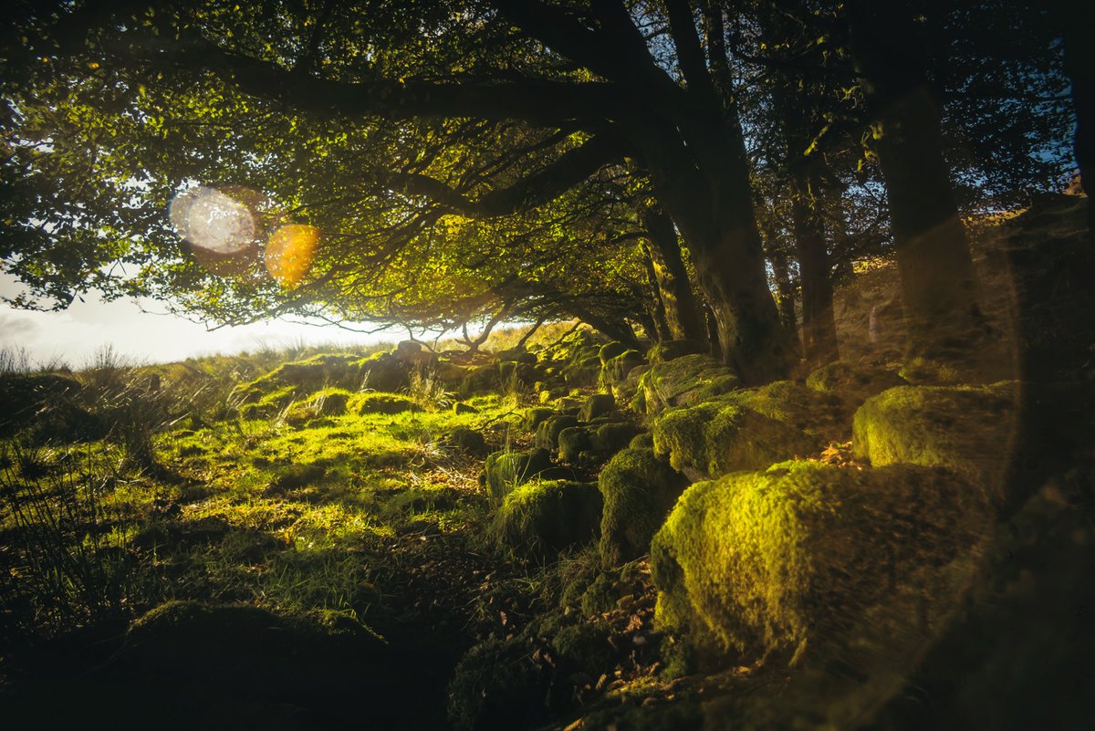 GlavindStrachan's tweet photo. #beech & #Moss & #LensFlare at #TeignheadFarm on #Dartmoor yesterday 😍 #DartmoorPhotography #DartmoorPhotographer #DartmoorLandscapes #LandscapePhotographer #MossyBeech #BoundaryTrees #DevonPhotographer #VisitDartmoor #Devon #PhotoOfTheDay https://t.co/MmUammlxfL