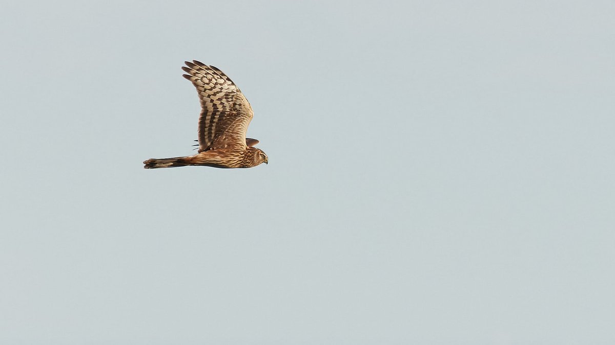 BatumiRaptors's tweet photo. Besides the eagles we will also remember the @Global_birding Big Day for bringing good number of Hen Harriers. The #BRC13 volunteers logged 14 Hen Harriers, incl this juv male, on Saturday. Year totals for the species vary from 6-41 to already 64 this year! (πΈ: @barthoekstra) https://t.co/f05YHU7wAU